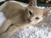 Dickens & Dazzle - Bonded Special Pals