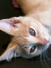 Dickens & Dazzle - Bonded Special Pals
