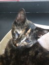 Dickens & Dazzle - Bonded Special Pals