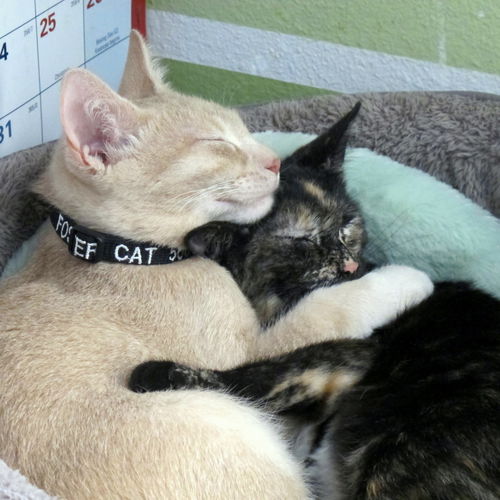 Dickens & Dazzle - Bonded Special Pals