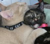 Dickens & Dazzle - Bonded Special Pals