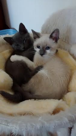 McBiddle and Tuggaboo