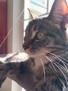 Hobbes *Offered by Owner