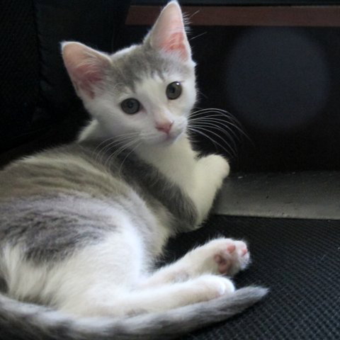 Aslan