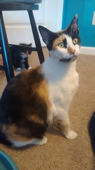 Denali - Young adult female