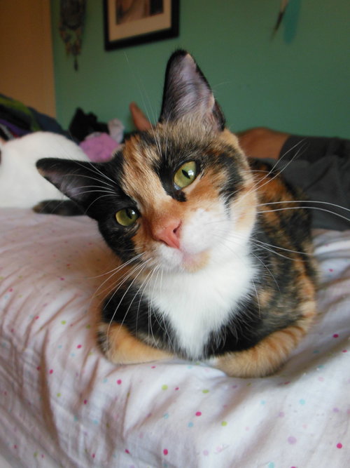 Cleopatra & Taja Mahal - Offered by Owner kittens