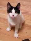 Cleopatra & Taja Mahal - Offered by Owner kittens