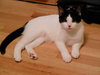 Cleopatra & Taja Mahal - Offered by Owner kittens