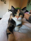 Cleopatra & Taja Mahal - Offered by Owner kittens