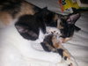 Cleopatra & Taja Mahal - Offered by Owner kittens