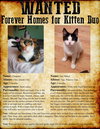 Cleopatra & Taja Mahal - Offered by Owner kittens