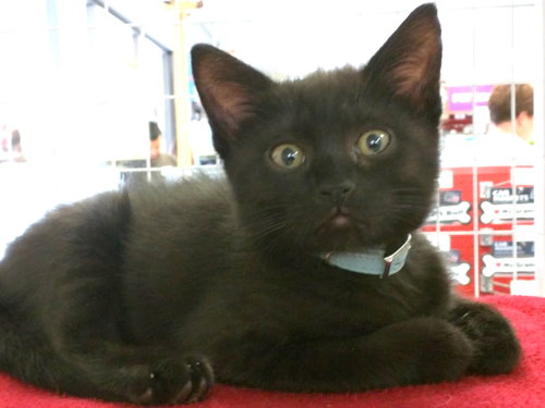 Spooky (sister of Nahla)
