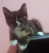 Dora