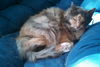 Esther - Offered by Owner long-haired Torbie