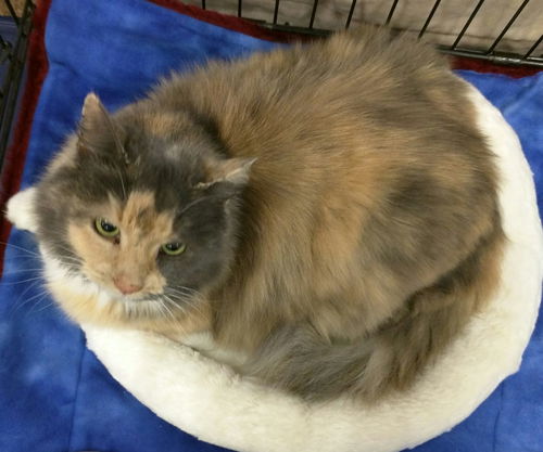 Esther - Offered by Owner long-haired Torbie
