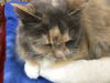 Esther - Offered by Owner long-haired Torbie
