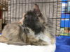 Esther - Offered by Owner long-haired Torbie