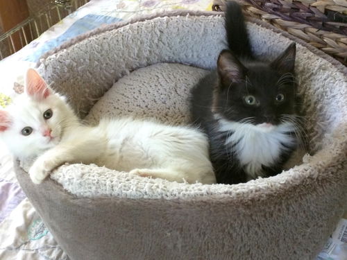 Marko and Sophie - Bonded Siblings