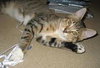 Offered by Owner LITTLE RICKY Special Needs