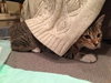 Offered by Owner LITTLE RICKY Special Needs