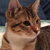 Offered by Owner LITTLE RICKY Special Needs