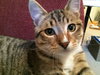 Offered by Owner LITTLE RICKY Special Needs