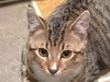 Offered by Owner LITTLE RICKY Special Needs