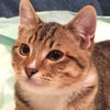 Offered by Owner LITTLE RICKY Special Needs
