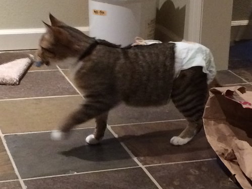Offered by Owner LITTLE RICKY Special Needs