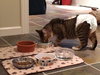 Offered by Owner LITTLE RICKY Special Needs