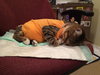 Offered by Owner LITTLE RICKY Special Needs