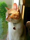Benji - Offered by Owner (LOVES DOGS!)