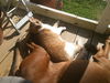 Benji - Offered by Owner (LOVES DOGS!)