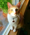 Benji - Offered by Owner (LOVES DOGS!)