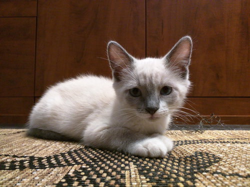 Stella