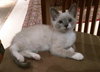Stella
