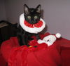 Jingles & Tinsel