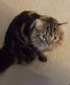 LOKI - YoungAdult Male - Offered by Owner