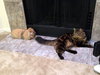 LOKI - YoungAdult Male - Offered by Owner