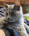 Carole - Teen female Sweetheart