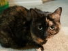 Momo and Harley Quinn - Offered by Owner buddies