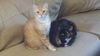 Momo and Harley Quinn - Offered by Owner buddies