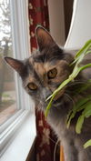 Offered by Owner - Pebbles, young adult