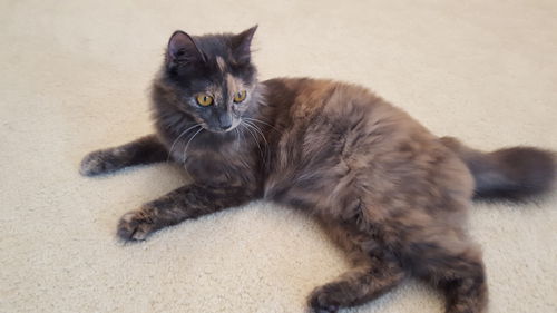 Offered by Owner - Pebbles, young adult