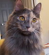 Offered by Owner - Pebbles, young adult