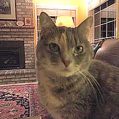 Lollipop - De-clawed female 