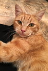 PENNIE