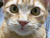 PENNIE