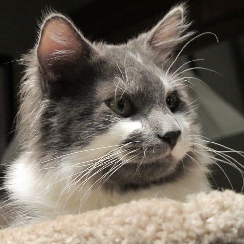 Mason - NICE!! Young male