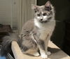 Mason - NICE!! Young male